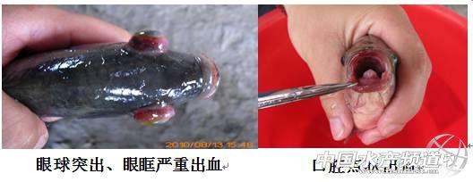 高温罗非鱼链球菌病多发咋整,海大抗疫措施