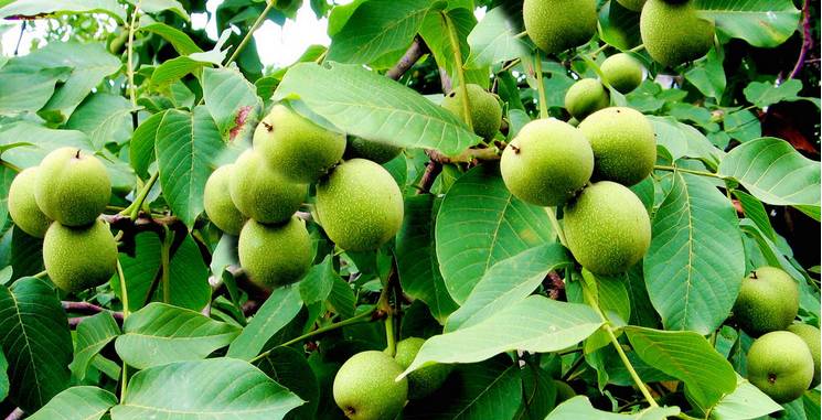 昭交集团推行公务用车首单免费服务，市级*党**政机关企事业单位均可免费！