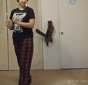 灯太亮了粤语,灯太亮猫会捂眼睛吗