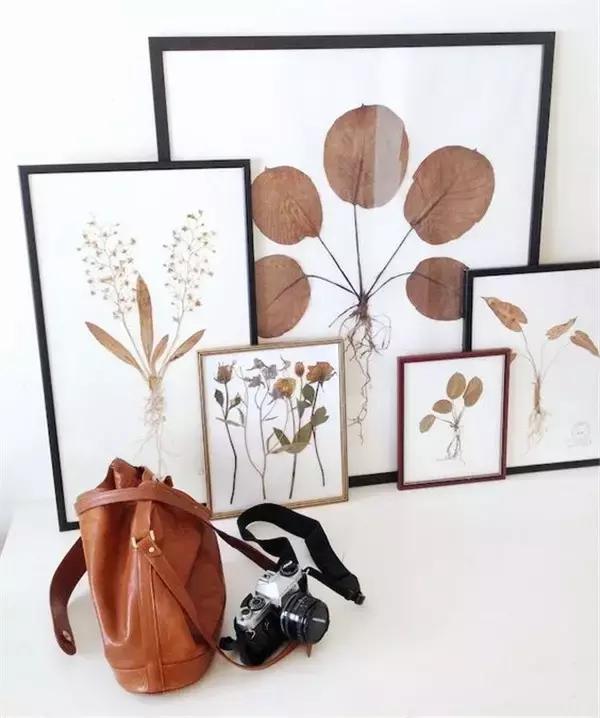 家里再穷也要丢掉的绿植,绿植盆栽都扔了