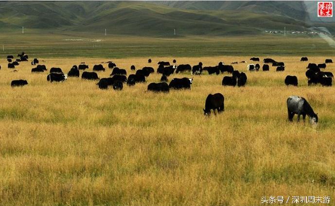 阿坝州川西北大草原,川西北若尔盖地区