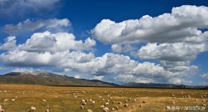 阿坝州川西北大草原,川西北若尔盖地区