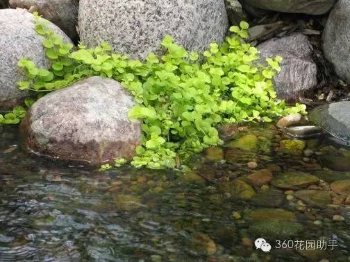 花园小路景观植物,花园小径植物