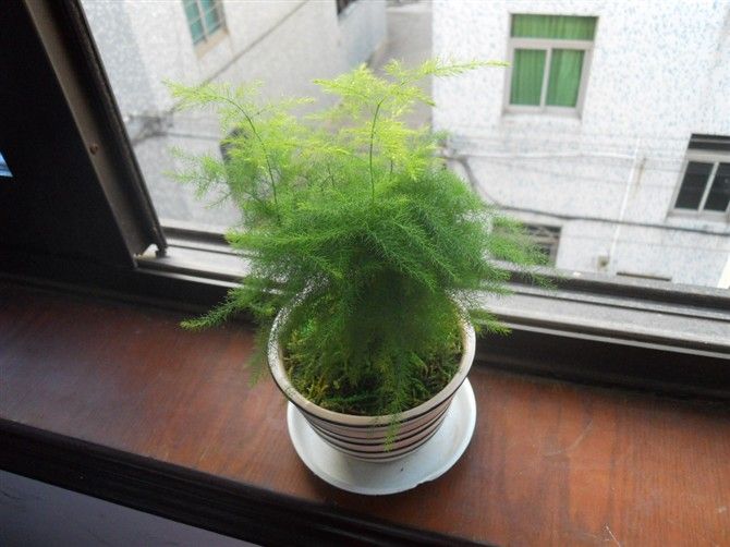 养文竹的正确方法,文竹能上土壤活化宝吗