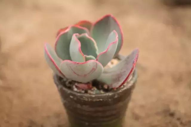 铁板烧撩妹,简易自制铁板烧