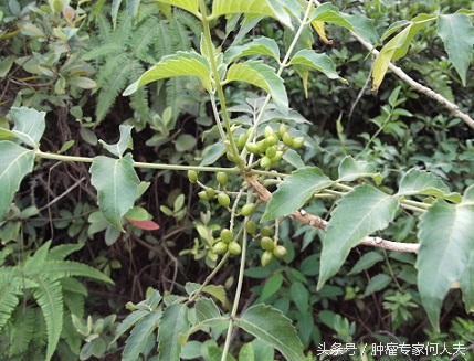 鸦胆子治痢疾的用法用量,中药鸦胆子对肿瘤的疗效