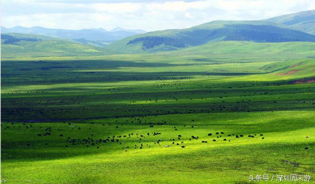 阿坝州川西北大草原,川西北若尔盖地区