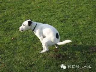 第一次养狗6大误区不能犯,刚养狗的你