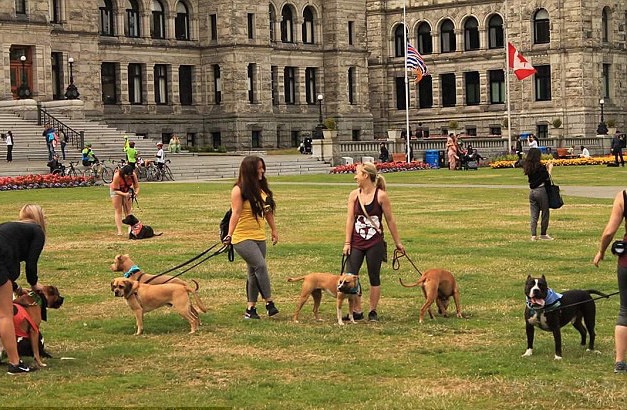 猫打伤比特犬,比特犬撕咬猫咪事件全视频