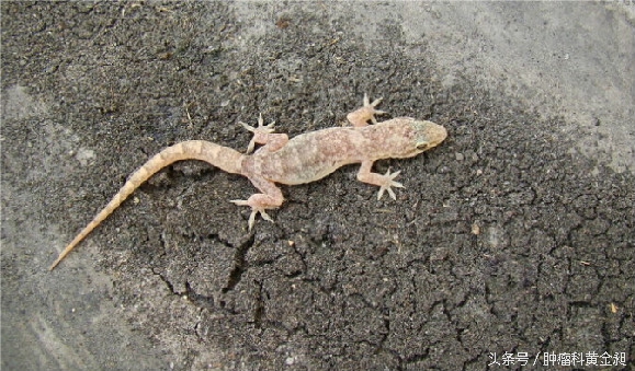 壁虎化痰散结散瘀祛风通络开胃，治疗淋巴肿瘤有殊功