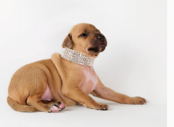 狗狗用屁股摩擦地面是啥原因,狗狗用肚皮在地上摩擦