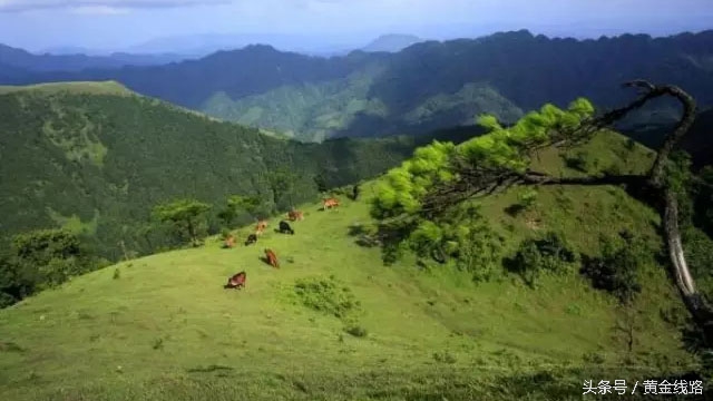 广东的绿宝石,广东绿宝石