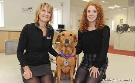 有特异功能的拉布拉多,拉布拉多怎么判断癌症