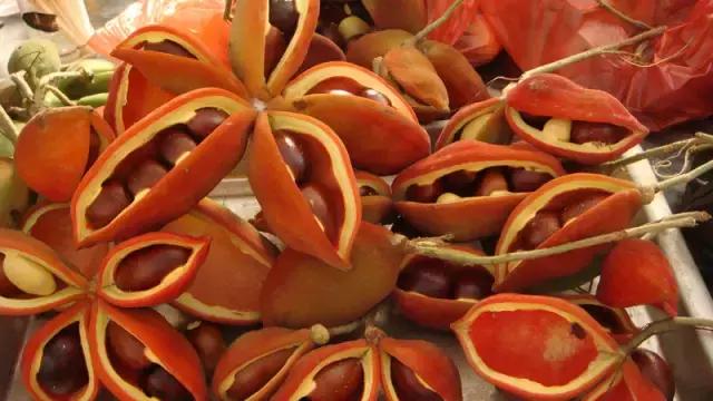 清远人，这种叫“频婆”的果子你还记得吗？