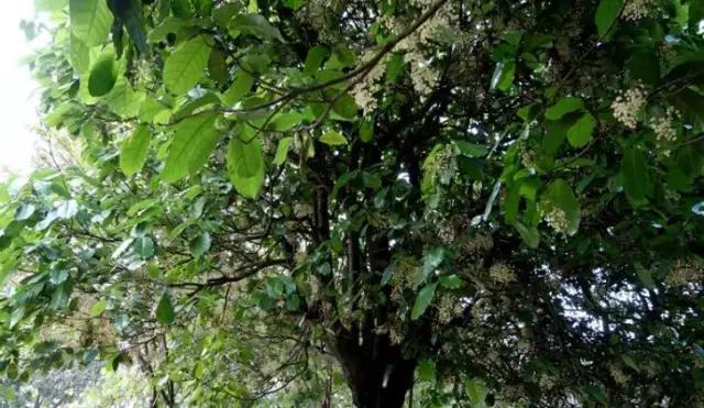 清远人，这种叫“频婆”的果子你还记得吗？