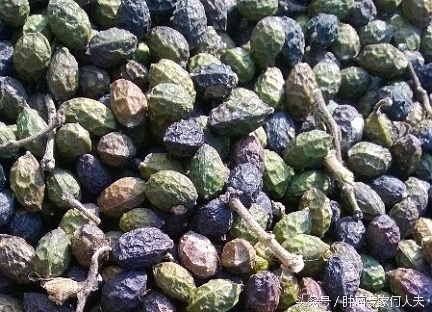 鸦胆子治痢疾的用法用量,中药鸦胆子对肿瘤的疗效