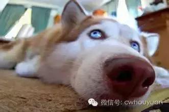 解救一只金毛,解救一只圈养小金毛