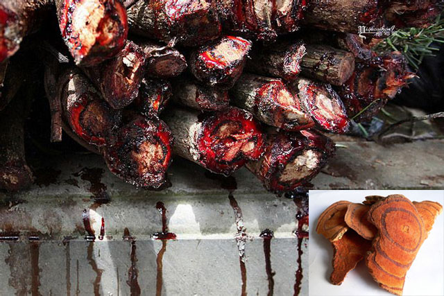 盘点奇怪的中药,中国最厉害的国宝级中药