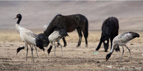 阿坝州川西北大草原,川西北若尔盖地区