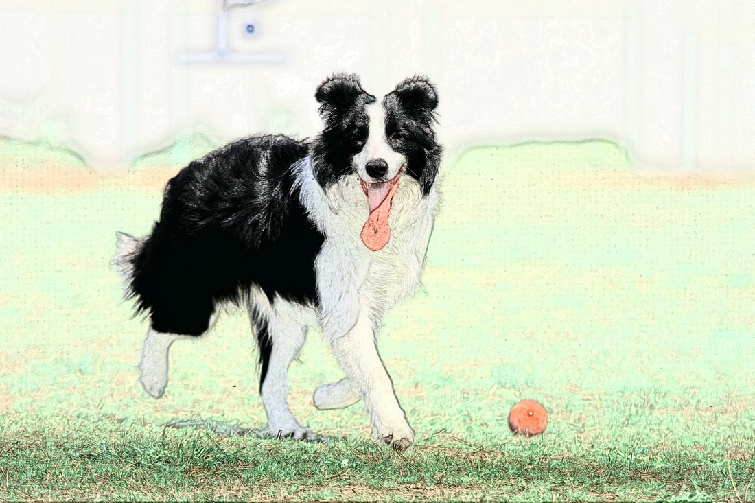 第一次养狗6大误区不能犯,刚养狗的你