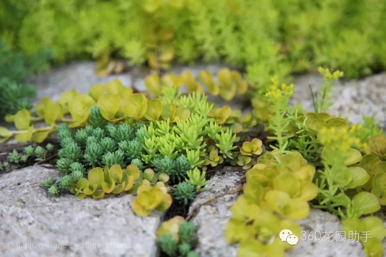 花园小路景观植物,花园小径植物