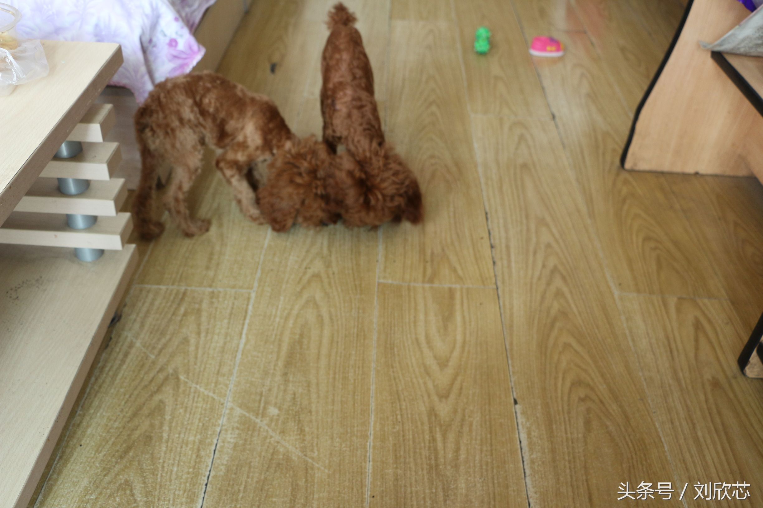 泰迪性格文静,怎么把泰迪训温顺