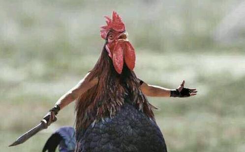 爱狗人与打狗队发生打架,爱狗与虐狗