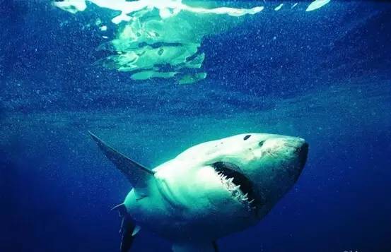 是什么让40000华人把澳洲药房搬空？甚至连仓库也不放过！