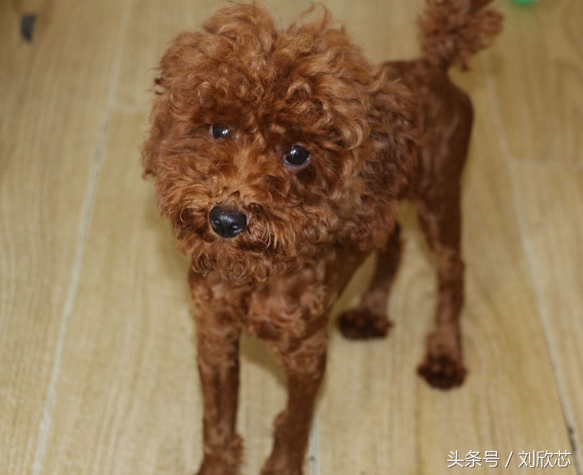 泰迪性格文静,怎么把泰迪训温顺