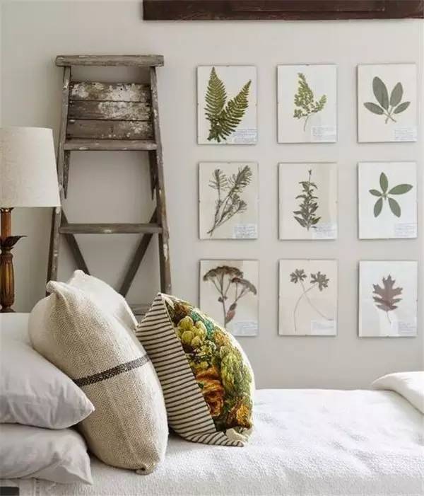 植物标本怎么装饰墙面 (植物标本室内装修挂件)