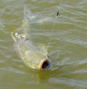 钓草鱼的玉米粒做法,玉米粒双钩钓草鱼钩距