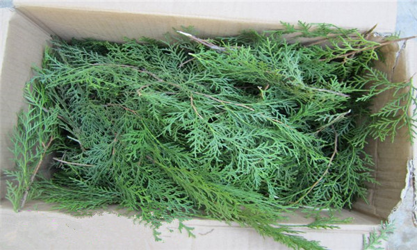 凉血止血药主要用于血热,凉血止血的中药有副作用吗