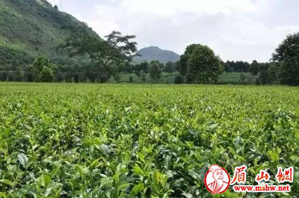 酒太烈，烟伤身，只有雅茶刚刚好