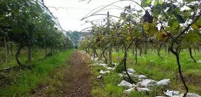 南方葡萄盆栽栽培技术,南方早熟葡萄新品种