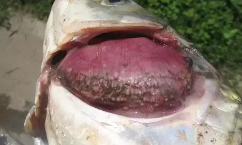 鱼类烂鳃病的防治方法,鱼鳃病怎么预防