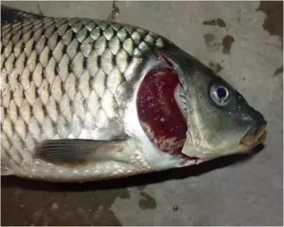鱼类烂鳃病的防治方法,鱼鳃病怎么预防