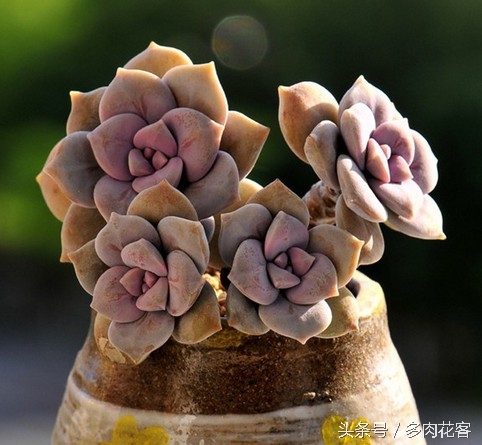 讲解多肉种植及养护知识简短,种多肉常识