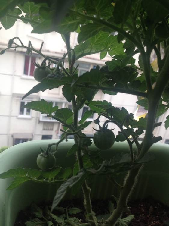 阳台种菜被老鼠偷吃怎么办,成熟的西红柿如何防止被老鼠吃掉