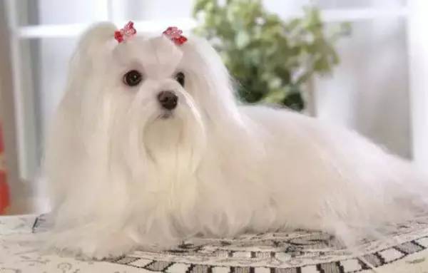 各种狗的身价排行榜,宠物狗什么狗最便宜还好看