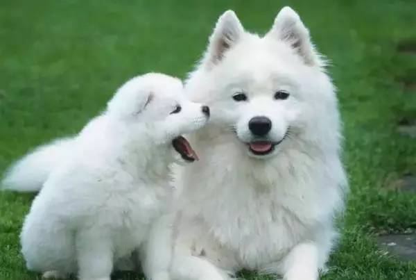 各种狗的身价排行榜,宠物狗什么狗最便宜还好看