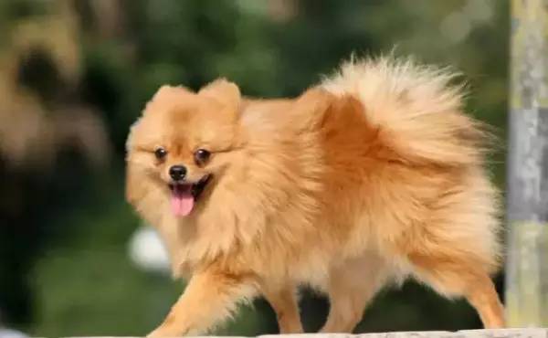 各种狗的身价排行榜,宠物狗什么狗最便宜还好看