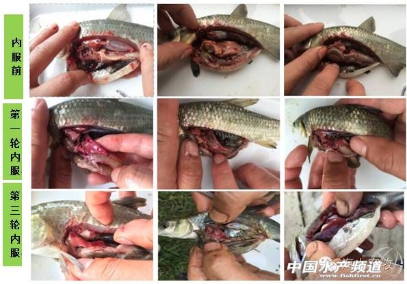 天气热鱼塘死鱼是什么原因造成的,夏季高温期间死鱼的原因有哪些