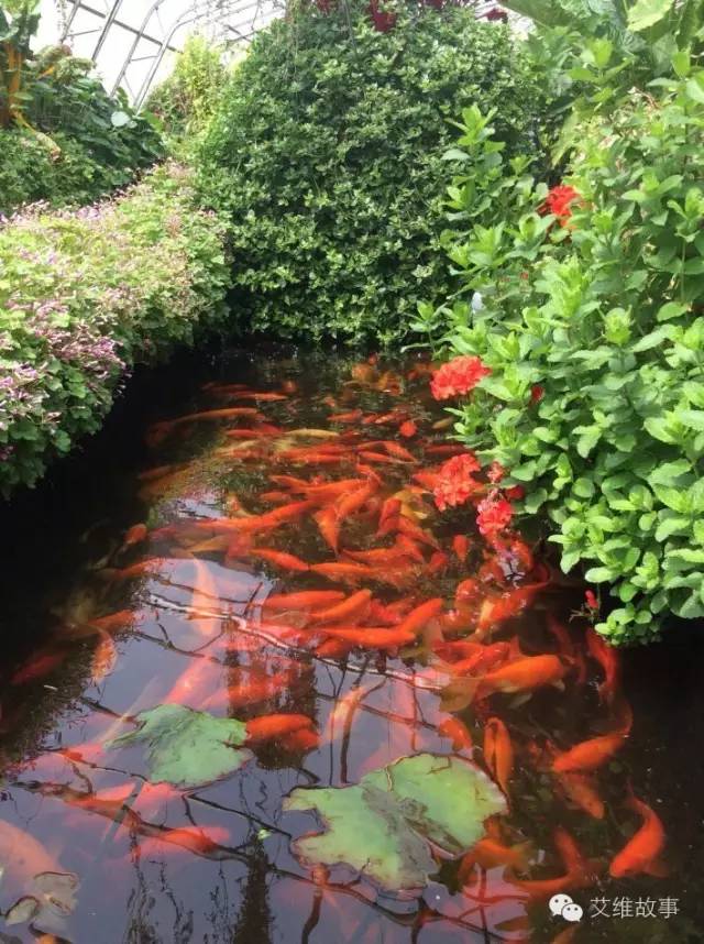 神奇大观园——农场变形记