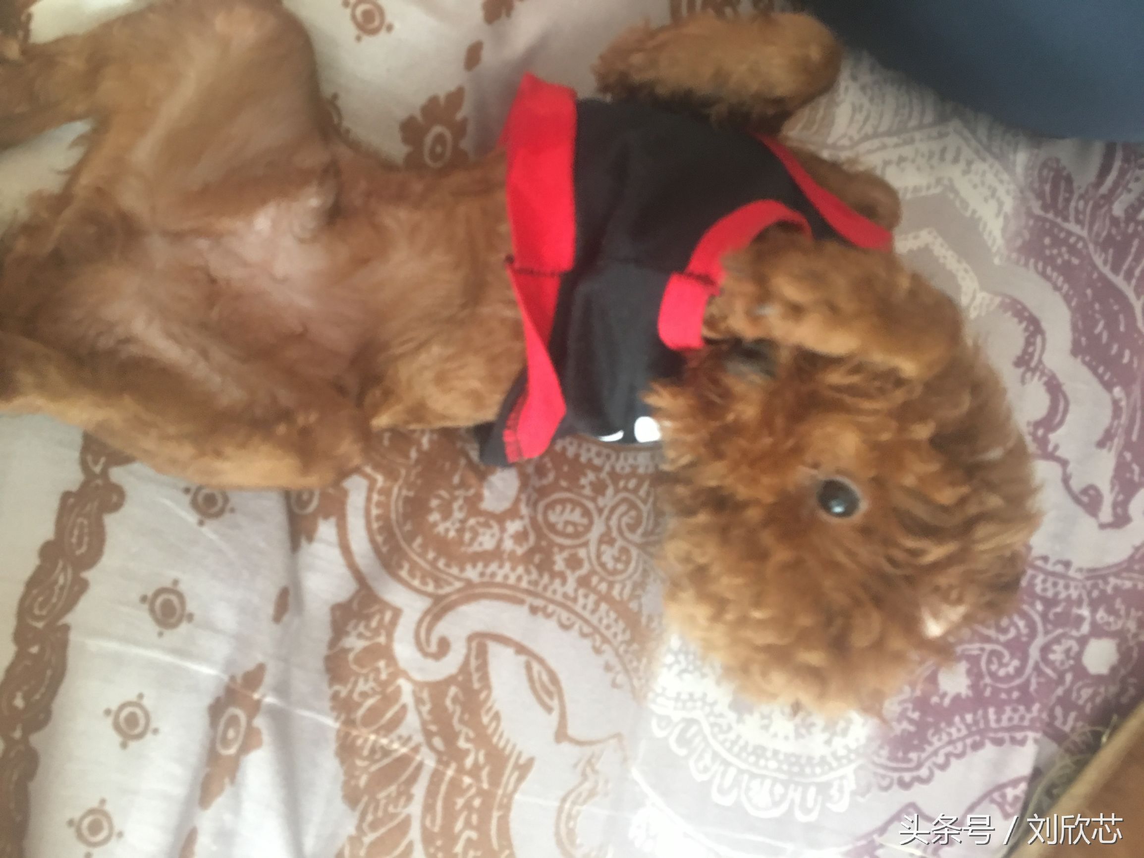 泰迪性格文静,怎么把泰迪训温顺