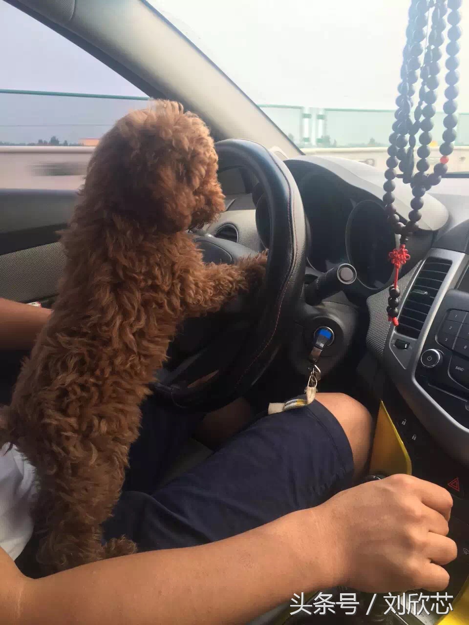 泰迪性格文静,怎么把泰迪训温顺