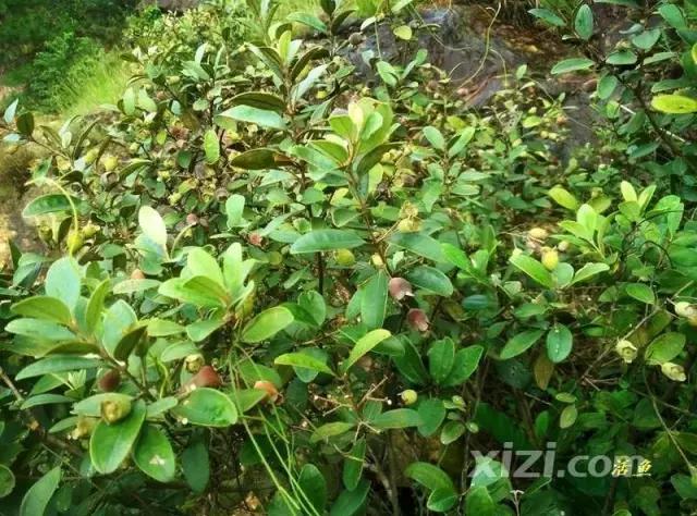 泡稔子酒的全过程,又到三华李熟时