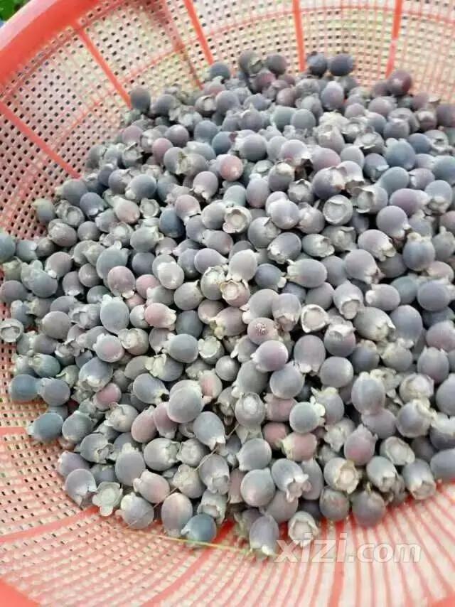 泡稔子酒的全过程,又到三华李熟时