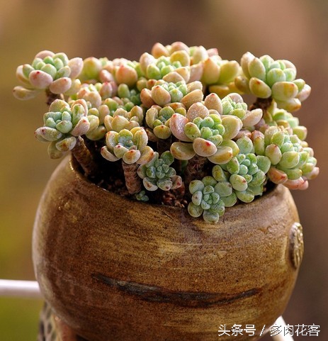 讲解多肉种植及养护知识简短,种多肉常识