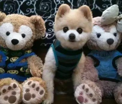 博美犬傲娇,公开课小狐狸请客