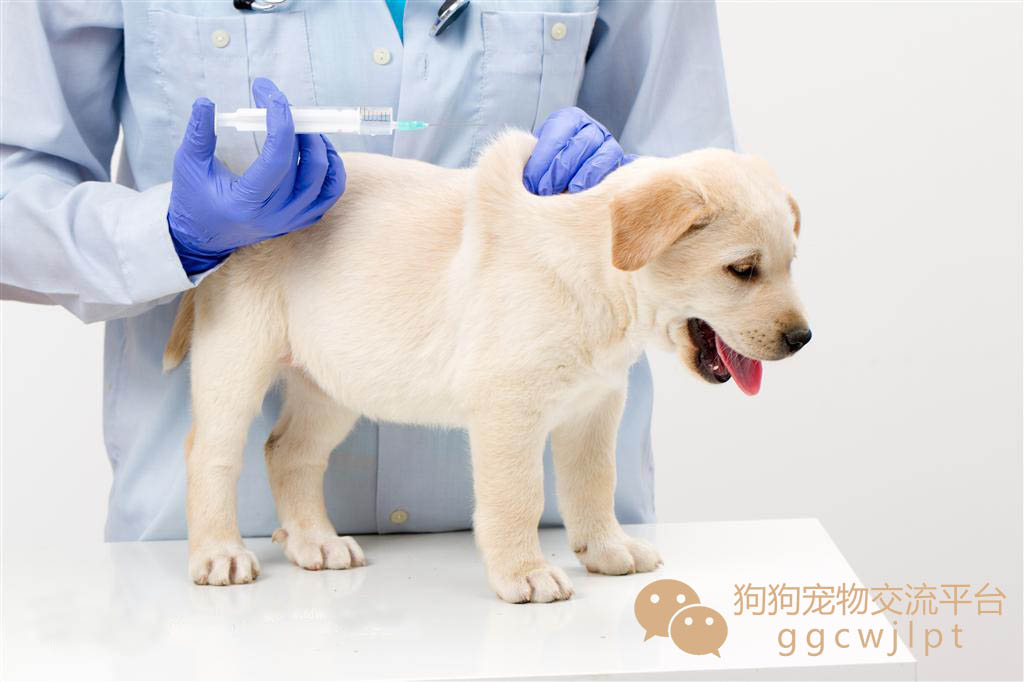 狗狗感冒了怎么办用最简单的方法,狗狗感冒经历的几个阶段